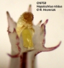 Hapalochilus nitidus  (12)